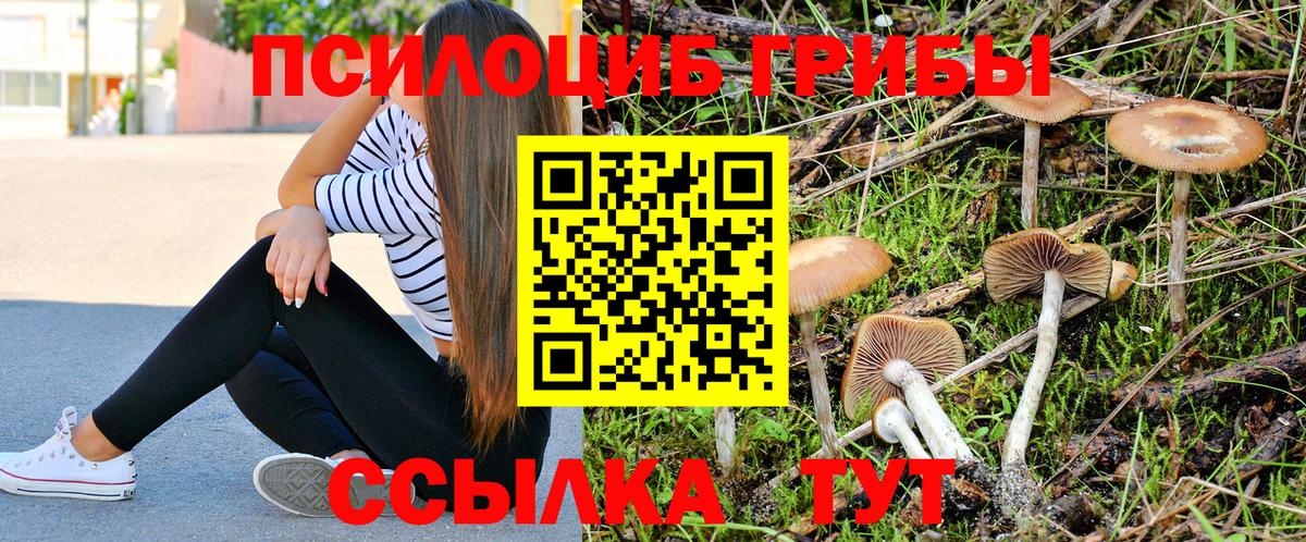Псилоцибиновые грибы Psilocybine cubensis Магнитогорск